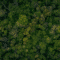 forêt image