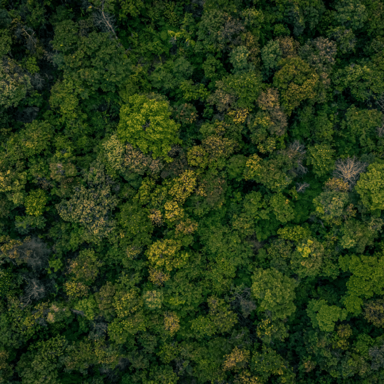 forêt image